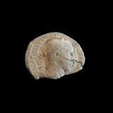 #L772# Roman silver denarius coin of Severus Alexander from 222-228 AD