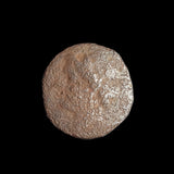 #N868# Sicilian Greek coin of Agathokles from Syracuse, 317-289 BC