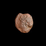 #o516# Anonymous Punic City Issue Bronze Coin of Carthago Nova from 220-205 BC
