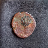 #o635# Anonymous Greek City Issue coin from Leontini, 207-200 BC