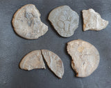 ##### Ex-dealers lot of 5 Ancient silver Roman coins from 166-228 AD