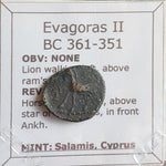 #P026# Cyprus Greek Bronze Coin of King Evagoras II from Salamis 361-351 BC