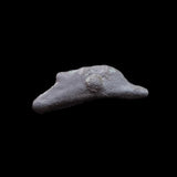 #p671# Greek Scythian 'dolphin' coin from Olbia, 500-425 BC