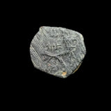 #q247# Nabataean Bronze Prutah Coin of Malichus II from 40-70 AD