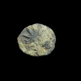 #n722# Roman barbarous issue coin of Tetricus from 270-280 AD