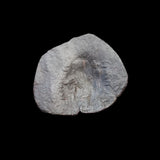 #q497# Byzantine Trachy coin from Latin Occupation of Constantinople 1204-1261