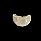 #g672# Roman silver denarius coin of Comomdus from 177-192 AD