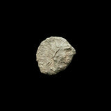 #i577# Roman barbarous issue coin of Tetricus I from 271-274 AD